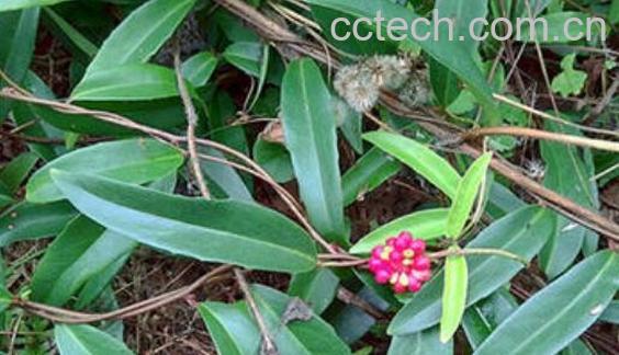 五香血藤的功效与作用及禁忌-0