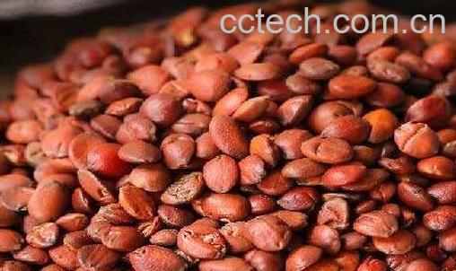 五眼果核泡水喝的功效-0