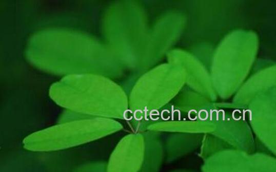 五叶草的功效与作用-0