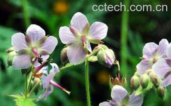 五叶草的功效与作用-1