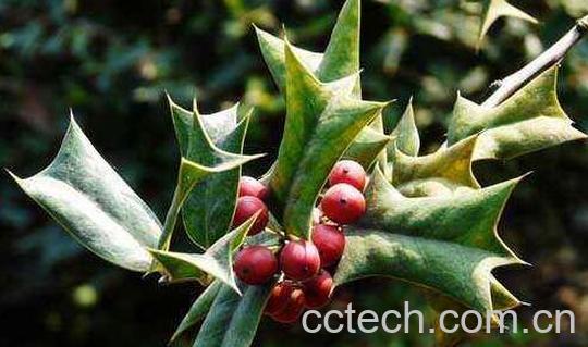 枸骨叶的功效与作用及食用方法-0