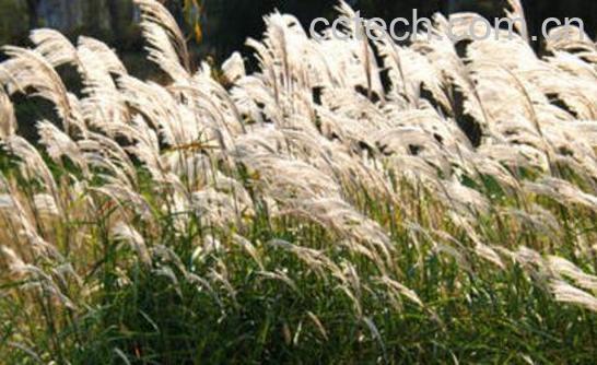 五节芒和芦苇的区别-1