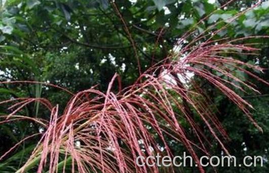 五节芒的功效与作用 五节芒怎么去除-1