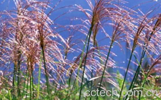 五节芒的功效与作用 五节芒怎么去除-0