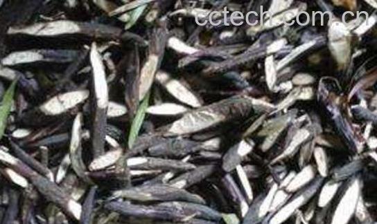 黑骨头的禁忌有哪些 黑骨头对身体的危害-0