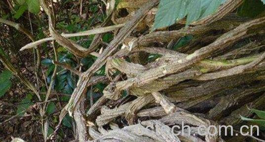 乌骨藤和通关藤的区别 乌骨藤的功效-0