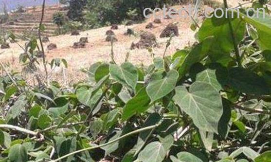 通光藤的功效与作用有哪些-0