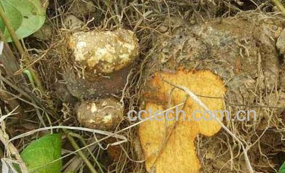 黄独果实的作用与功效-0