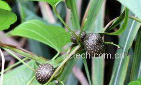 黄独果实的作用与功效-1