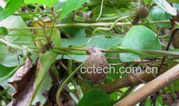 新鲜的黄独果怎么吃 黄独果的禁忌-0