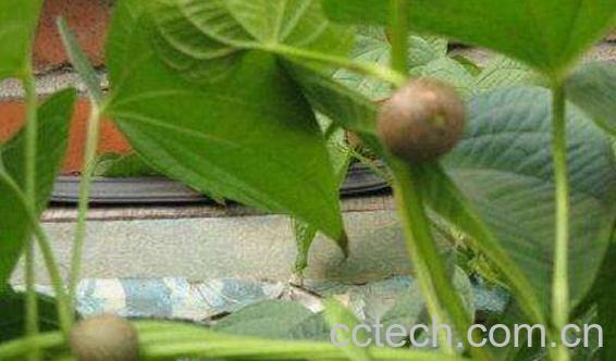 新鲜的黄独果怎么吃 黄独果的禁忌-1