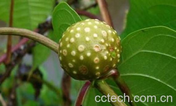 黄独怎么吃好 黄独的食用方法-1