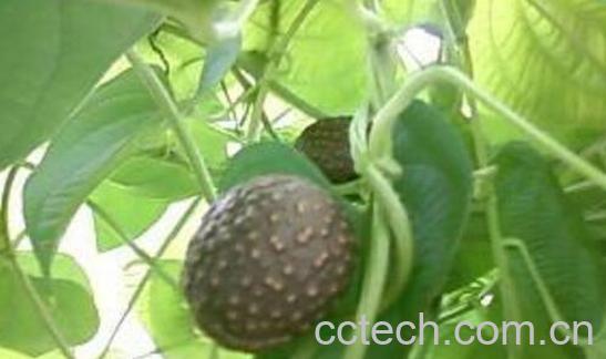 黄独泡酒的功效与作用 黄独怎么泡酒-0