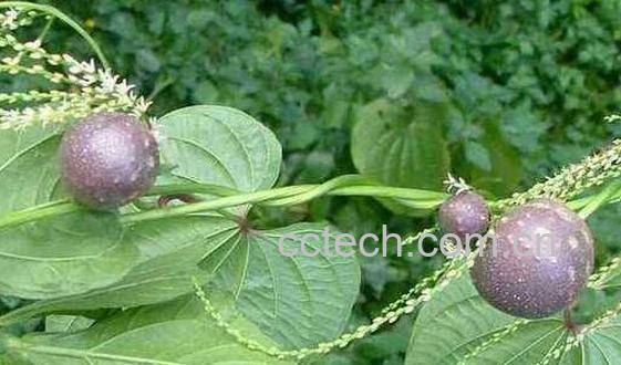 黄独泡酒的功效与作用 黄独怎么泡酒-1