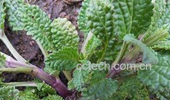 蟾蜍草什么人不能吃 蟾蜍草的禁忌-0