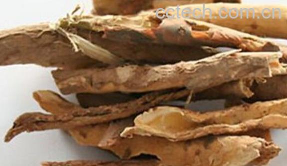 五加皮泡水喝的功效与作用-0