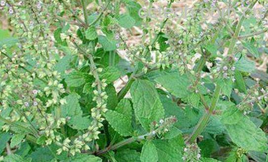 蟾蜍草什么人不能吃 蟾蜍草的禁忌-1