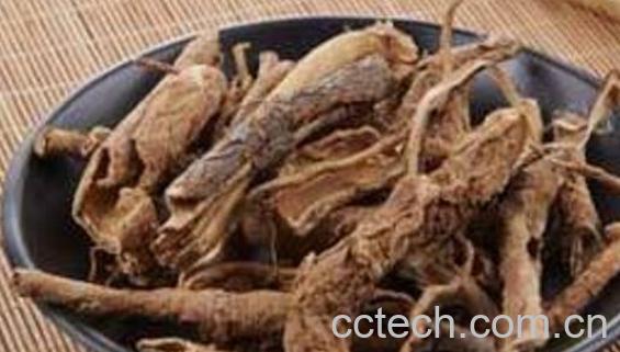 五加皮泡水喝的功效与作用-1