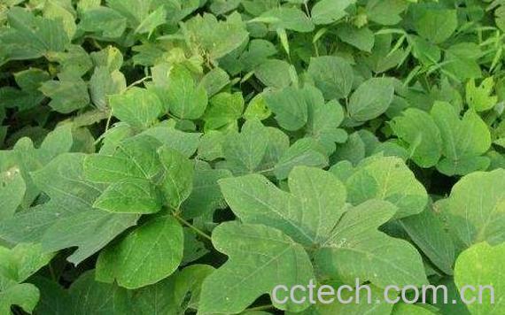 葛根藤叶的作用与功效-1