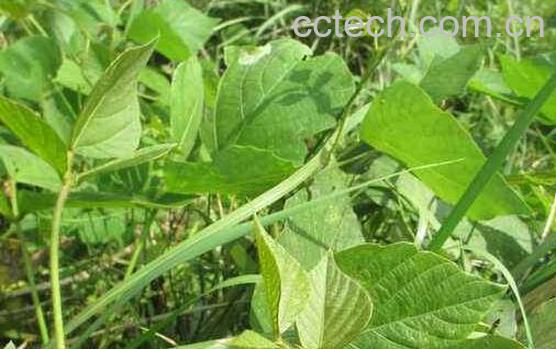 葛根藤叶的作用与功效-0