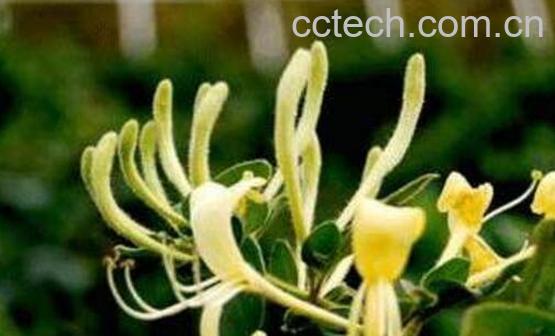 土银花和金银花的区别 金银花的功效与作用-0