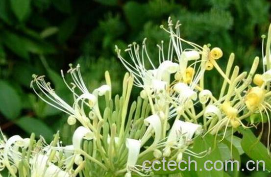 土银花和金银花的区别 金银花的功效与作用-1