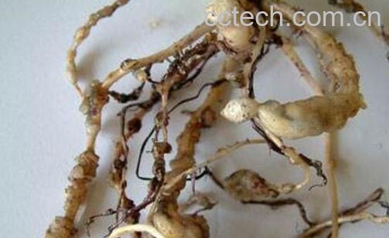 香蕉根的功效与作用 香蕉根的药用价值-0