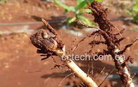 香蕉根的功效与作用 香蕉根的药用价值-1