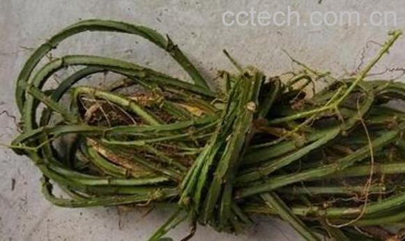 香藤根泡酒的功效和作用-1
