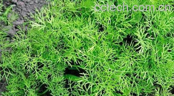 香莳萝的药用价值与副作用-0