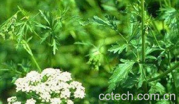 香莳萝的药用价值与副作用-1