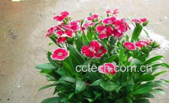 石竹的功效与作用禁忌-0