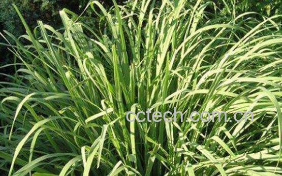 洗手香的功效与作用-1