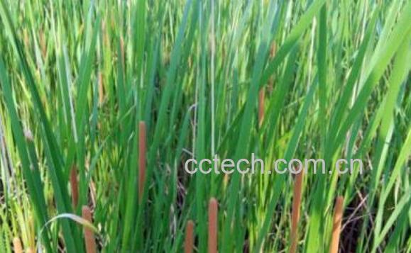 香蒲草与臭蒲草的区别-1