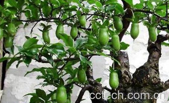 黑油柿子的功效与作用-0