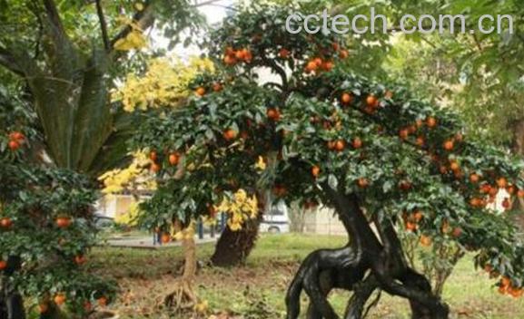 黑油柿子的功效与作用-1