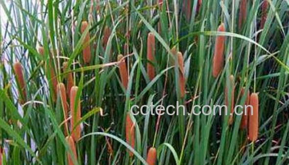 香蒲草的功效与作用及药用价值-0