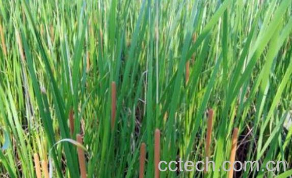 香蒲草的功效与作用及药用价值-1