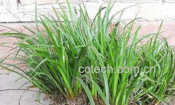 石菖蒲的功效与作用及副作用-1