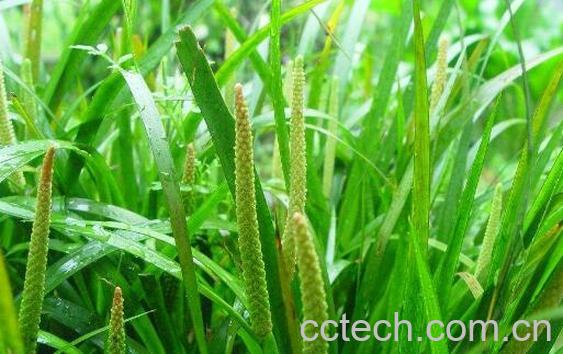 石菖蒲的功效与作用及副作用-0