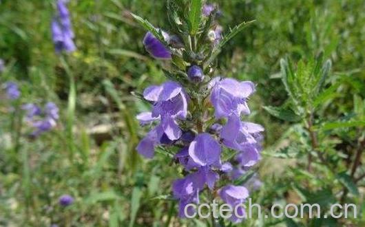 香青兰子的功效与作用-0