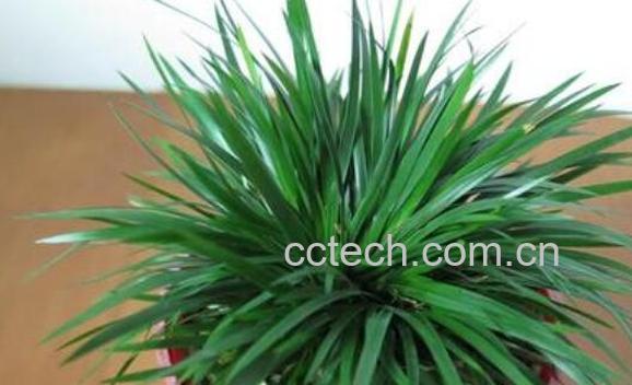 随手香的功效与作用 随手香的副作用-0