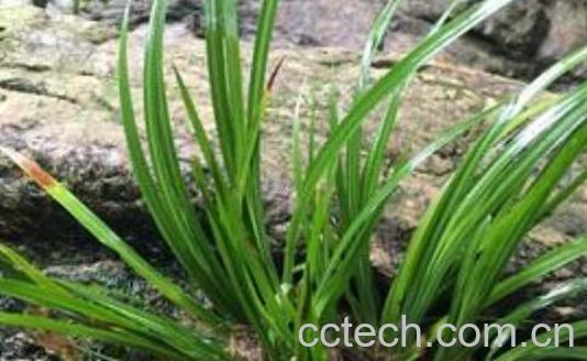 随手香的功效与作用 随手香的副作用-1