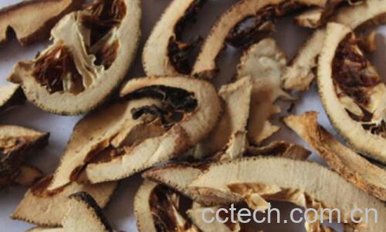 麻骨风的功效与作用-0