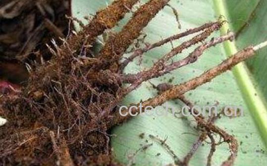 香蕉根煮水喝的作用-0