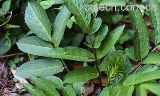 麻骨风的功效与作用-1