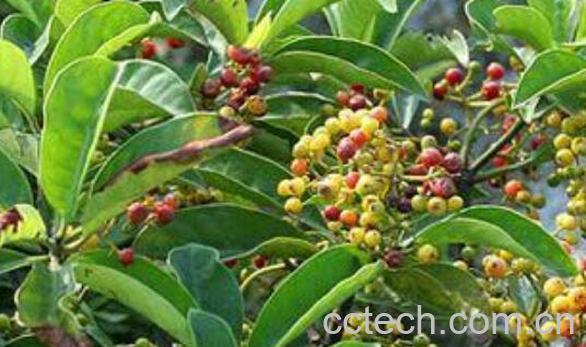 大浪伞的功效与作用及副作用-0