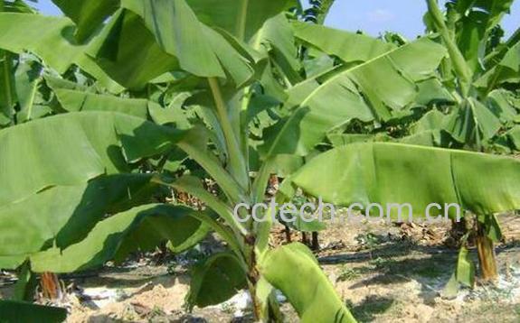 香蕉根煮水喝的作用-1