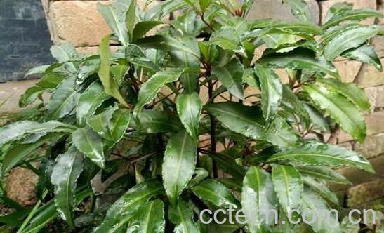 大浪伞的功效与作用及副作用-1