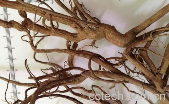 小罗伞根的功效与作用-1